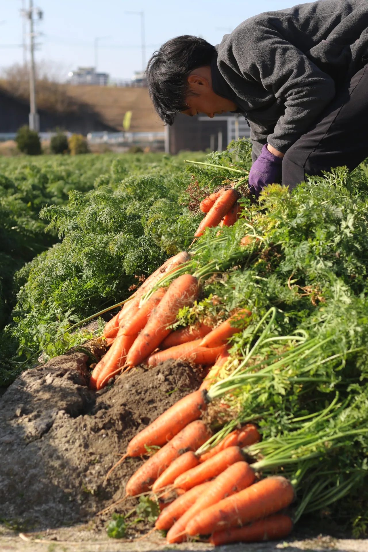 【ふるさと納税】野菜ソムリエサミット金賞の人参をご紹介します!